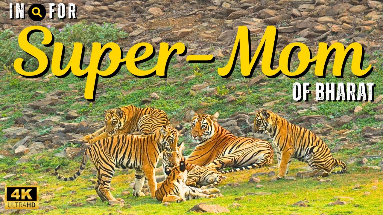 In Search for Super Mom of India- F2 & 5 Cubs | Gothangaon Safari | 4K | Hindi