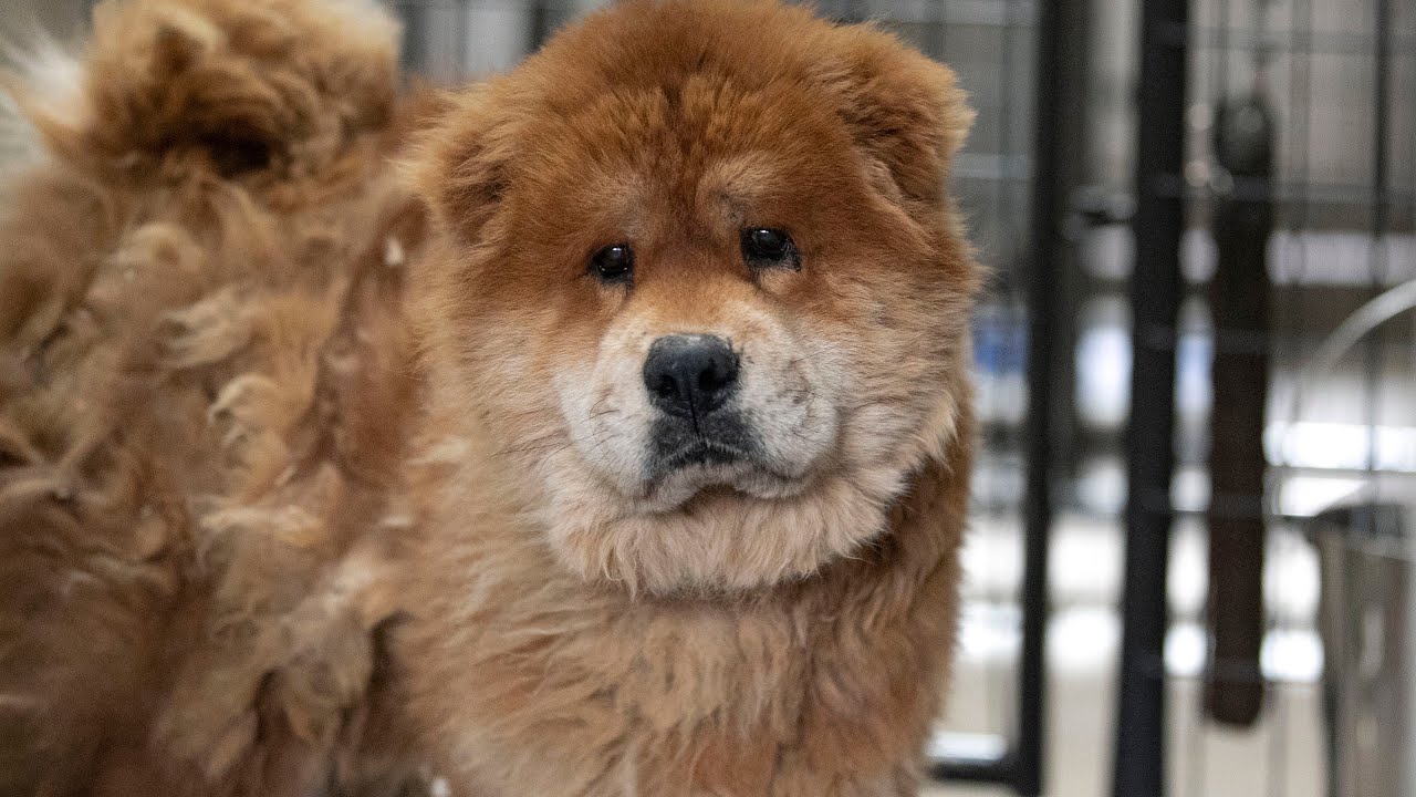 Jack’s Journey - Painfully Matted Dog Requires Complete Shave Down to Relieve Suffering