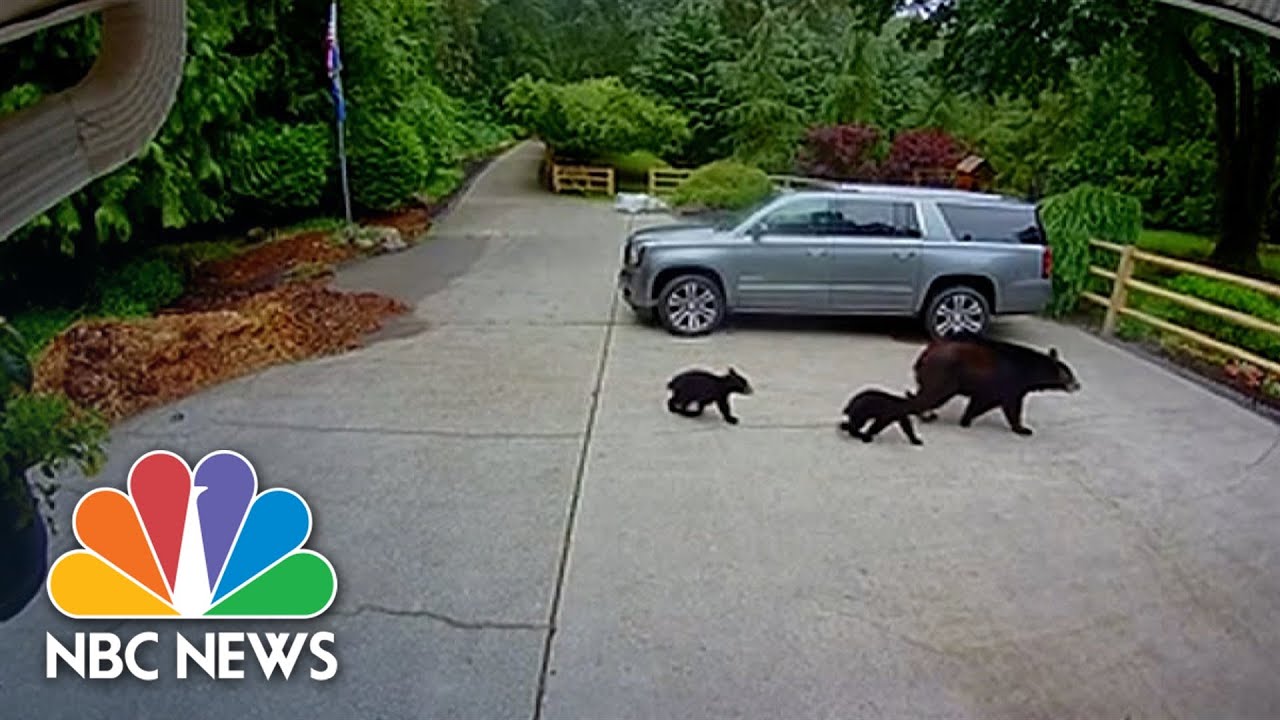 Bear Bites Woman Outside Washington State Home
