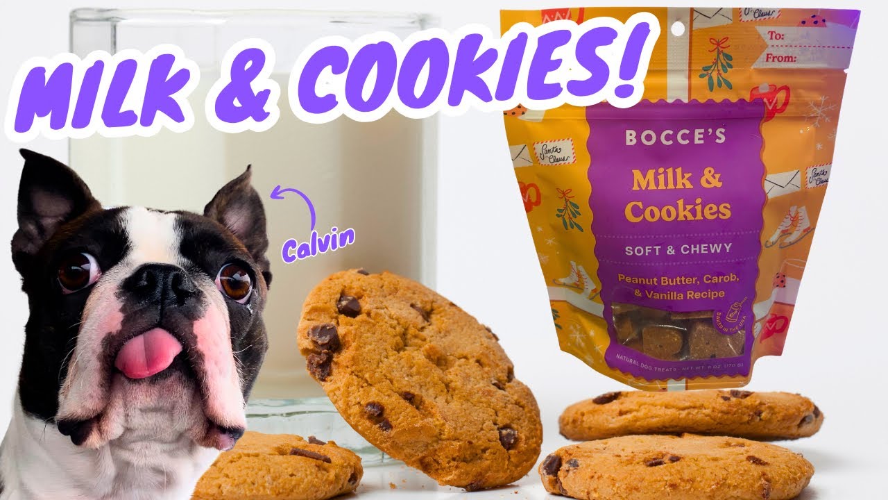 БОСТОНСКИЙ ТЕРЬЕР впервые пробует молоко и печенье Bocce's! 🥛🍪🐶