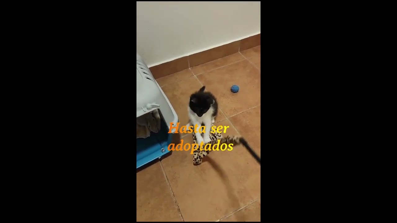 Los gatos rescatados necesitan un hogar temporal. Hazte casa de acogida.
