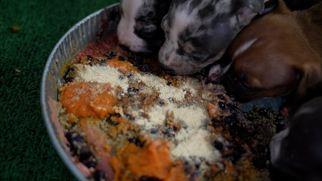 TOP 3 Things Growing Pups NEED!?!?!