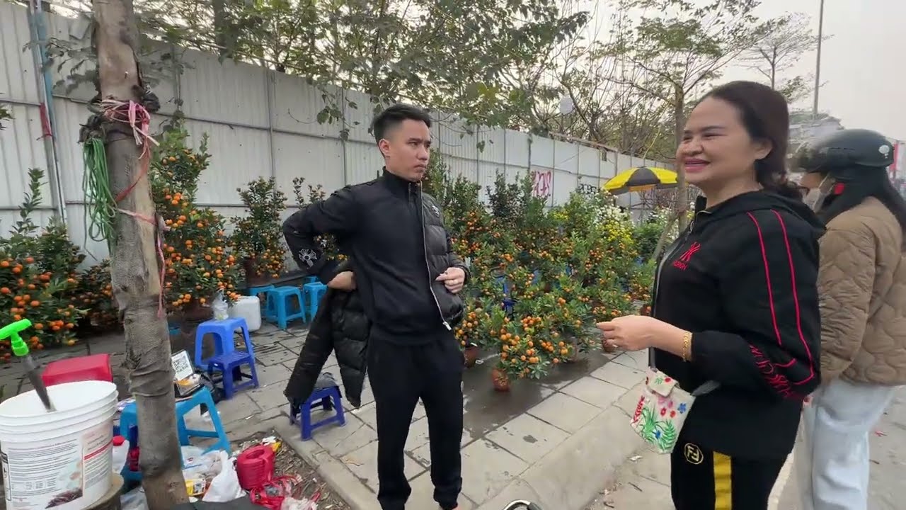 Tết 2025 - Quất Tứ Liên tại vườn giá rẻ bán siêu nhanh