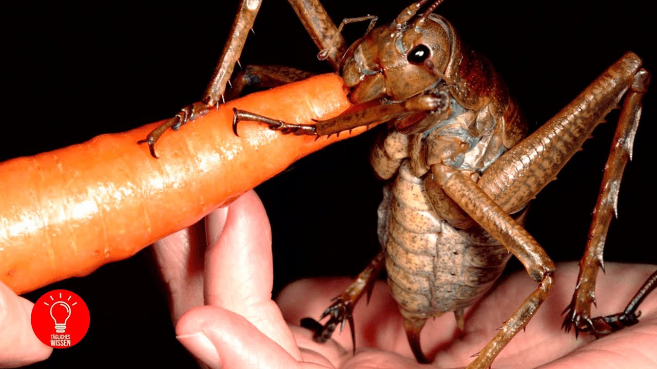 Die gr&ouml;&szlig;ten K&auml;fer der Welt