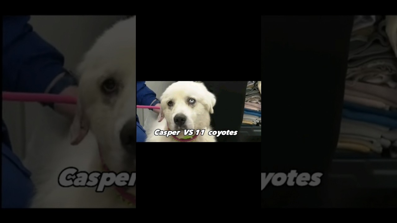 Casper vs 11 coyotes #shorts #youtubeshorts