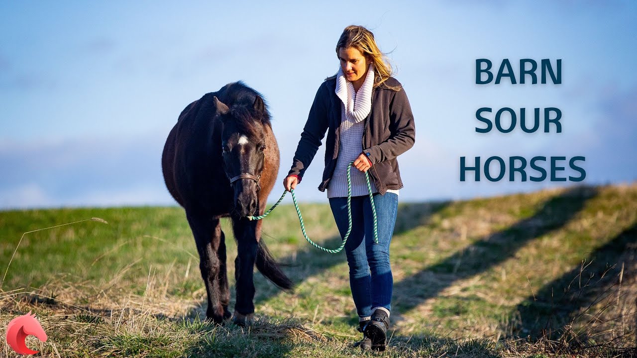 Helping a Barn Sour or Buddy Sour Horse Become Calm