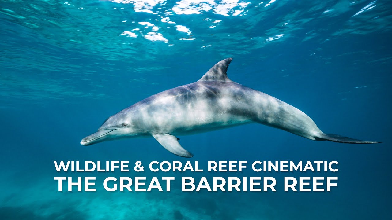 Jaw-dropping Moments on The Great Barrier Reef | Wildlife & Coral Reef 4K Highlight Reel