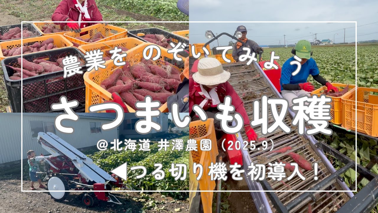 いよいよ収穫！北海道のさつまいも栽培。甘しょ用つる切り機＆ポテカルゴ使用🧑‍🌾