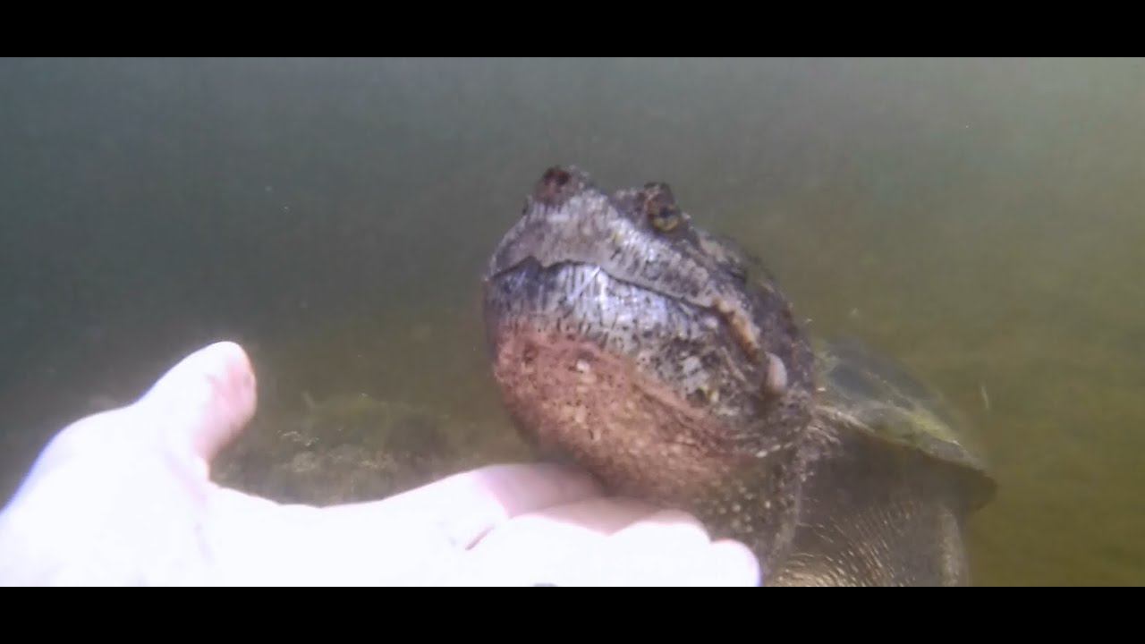 Swimming With A Huge Snapping Turtle