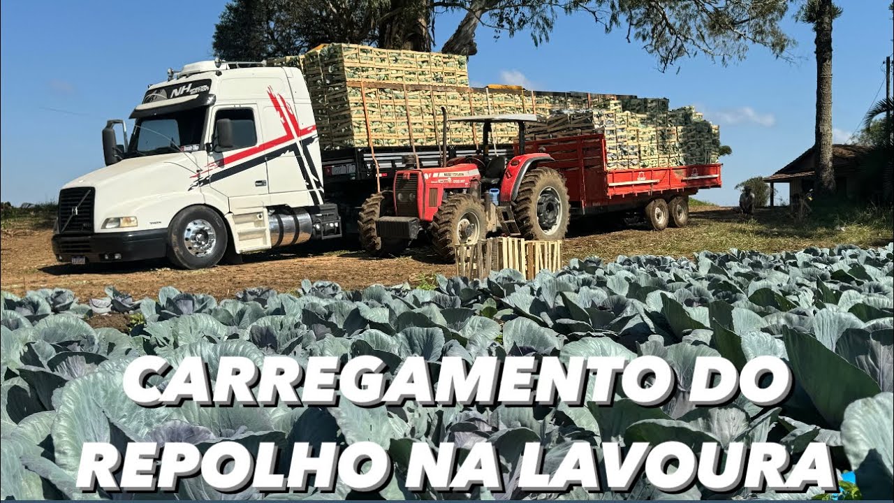 QUE CARGONA DE REPOLHO PRA O CEASA DO GOIANIA