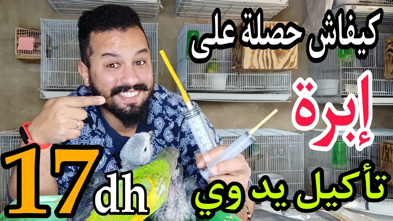 شراء ابره تأكيل اليدوي بي 17_درهم #كيفية_التأكيل_اليدوي_فراخ_ببغاوات_#تعلم_كيف_تربي_طائر_#ملك ببغاء