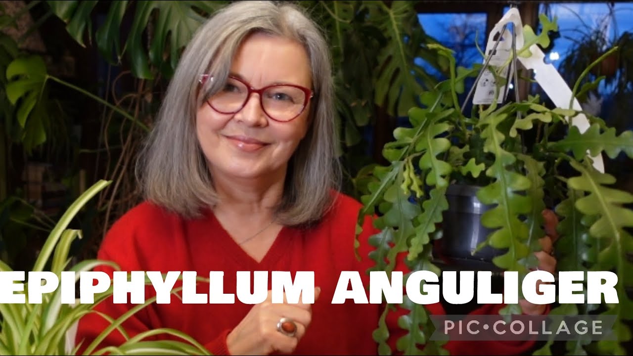 epiphyllum anguliger, kaktus dżunglowy, jak o niego dbać