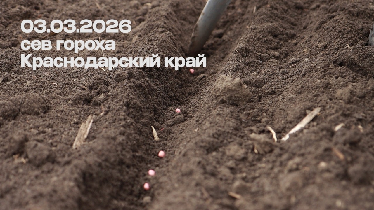 Сев гороха | состояние почвы | способы #краснодарскийкрай #сельскоехозяйство #агротехнологии