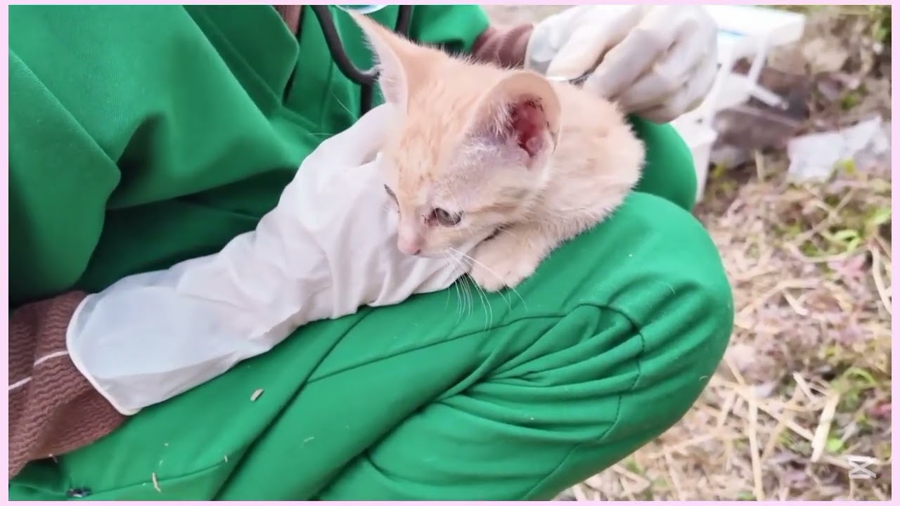 #catvideo #cats #cat #catsofinstagram #of #catlife #catlover #catlovers #catstagram #animals #afip