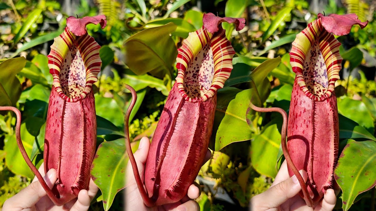 Nepenthes northiana x veitchii 'Bario' 260110