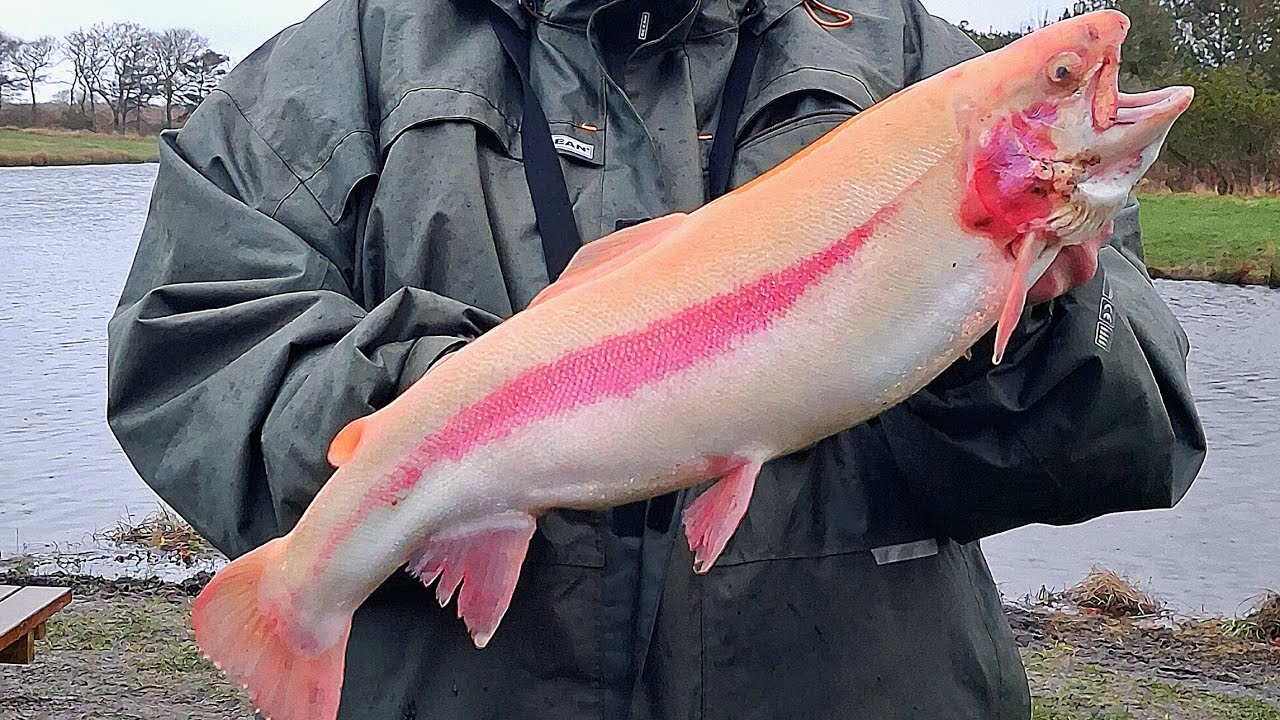 Ejsing Put & Take - Sidste tur inden isen lukkede søen.🥶🐟