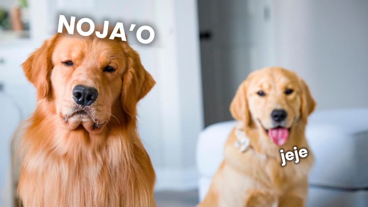 🐕📞 ¡Mi Perro Llama a un Adiestrador (CON TOM DAVIS)! 🎓🐾