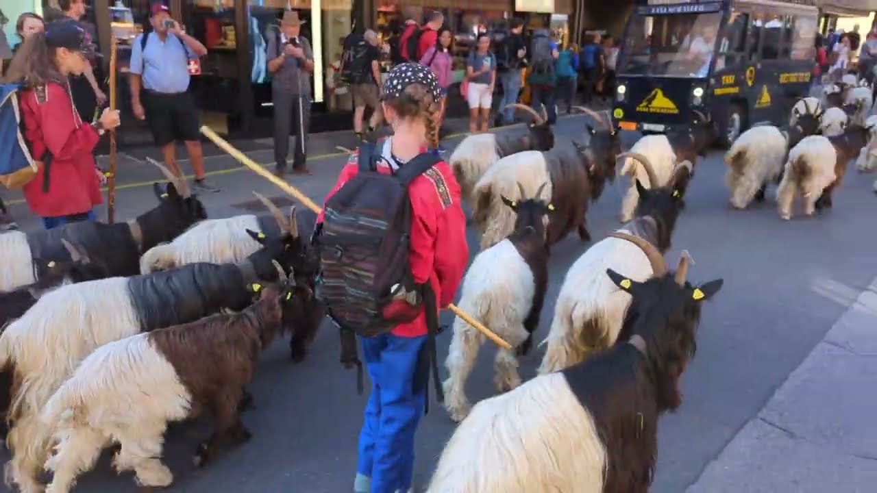 Valais blackneck goat procession in Zermatt Switzerland