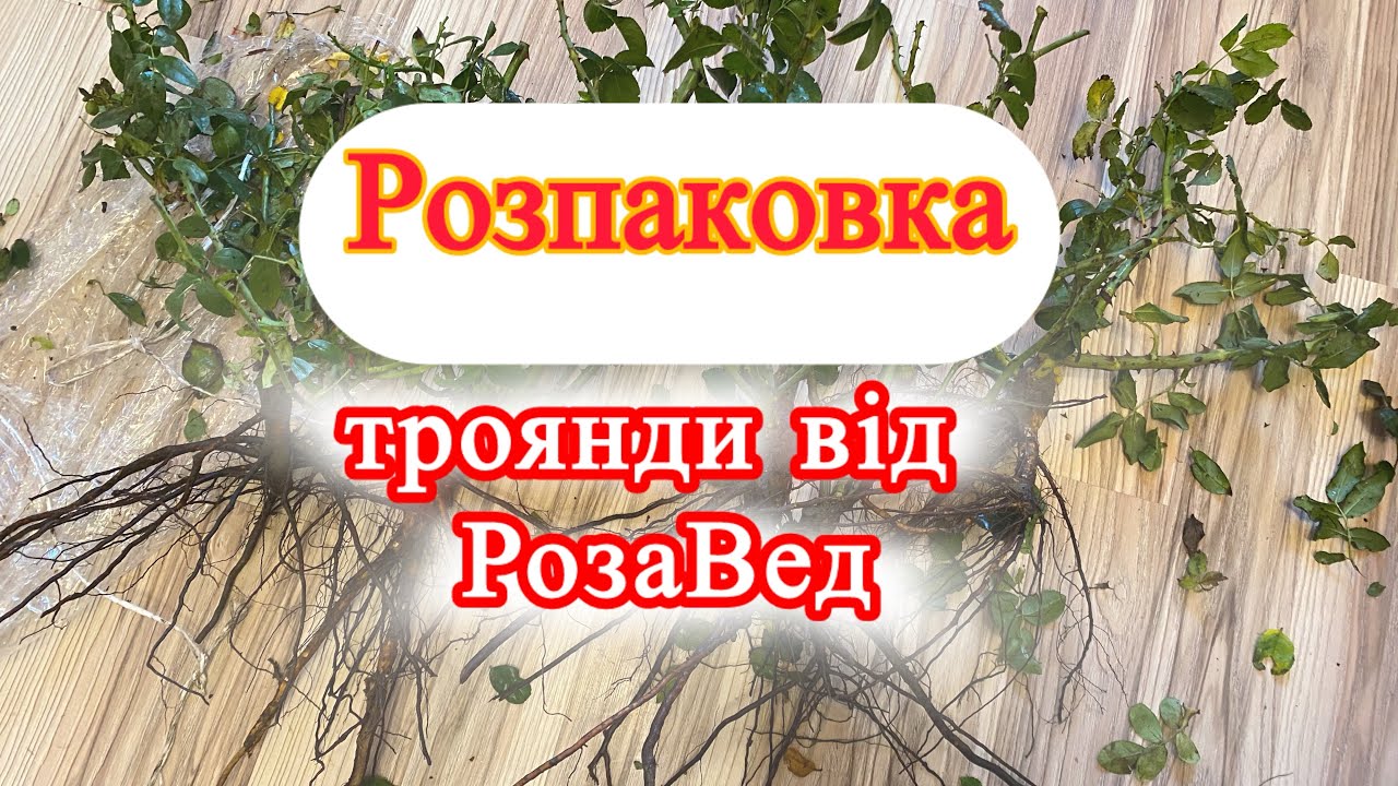 Перше замовлення троянд на сайті #РозаВед🌹