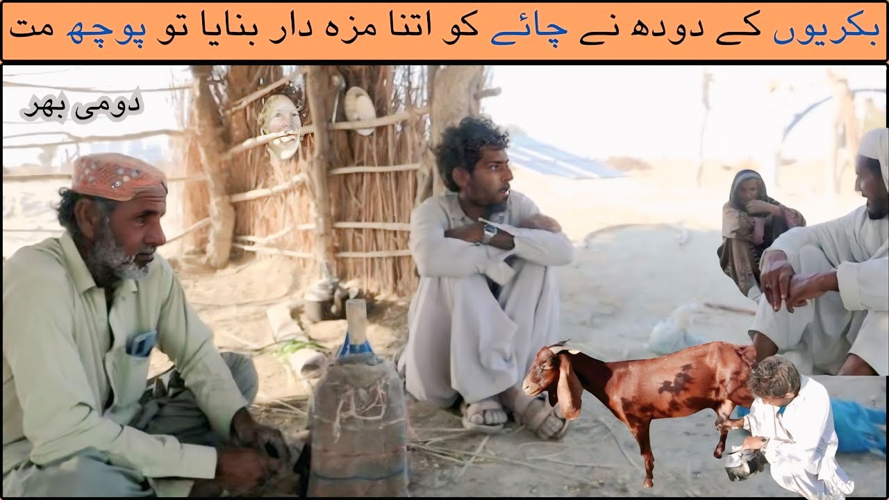 Baloch Nomadic Grandmother In Balochistan | Balochi Rawayat Bakrion se Dodh Lay Rahi Hain