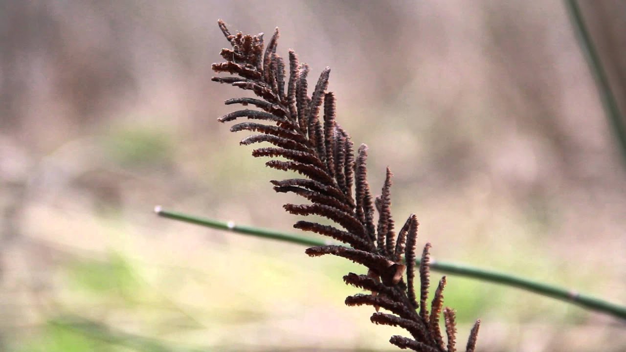 How do ostrich fern fiddleheads reproduce?