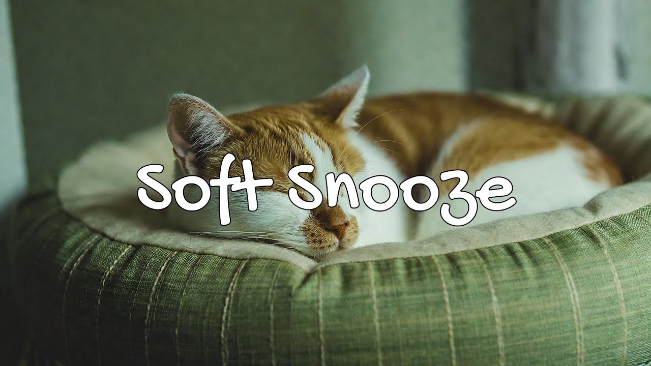 LIVE 🌙 Soft Sleep Beats for Cozy Cats 😴 | Season 1 | 24/7 Lofi Radio 📻