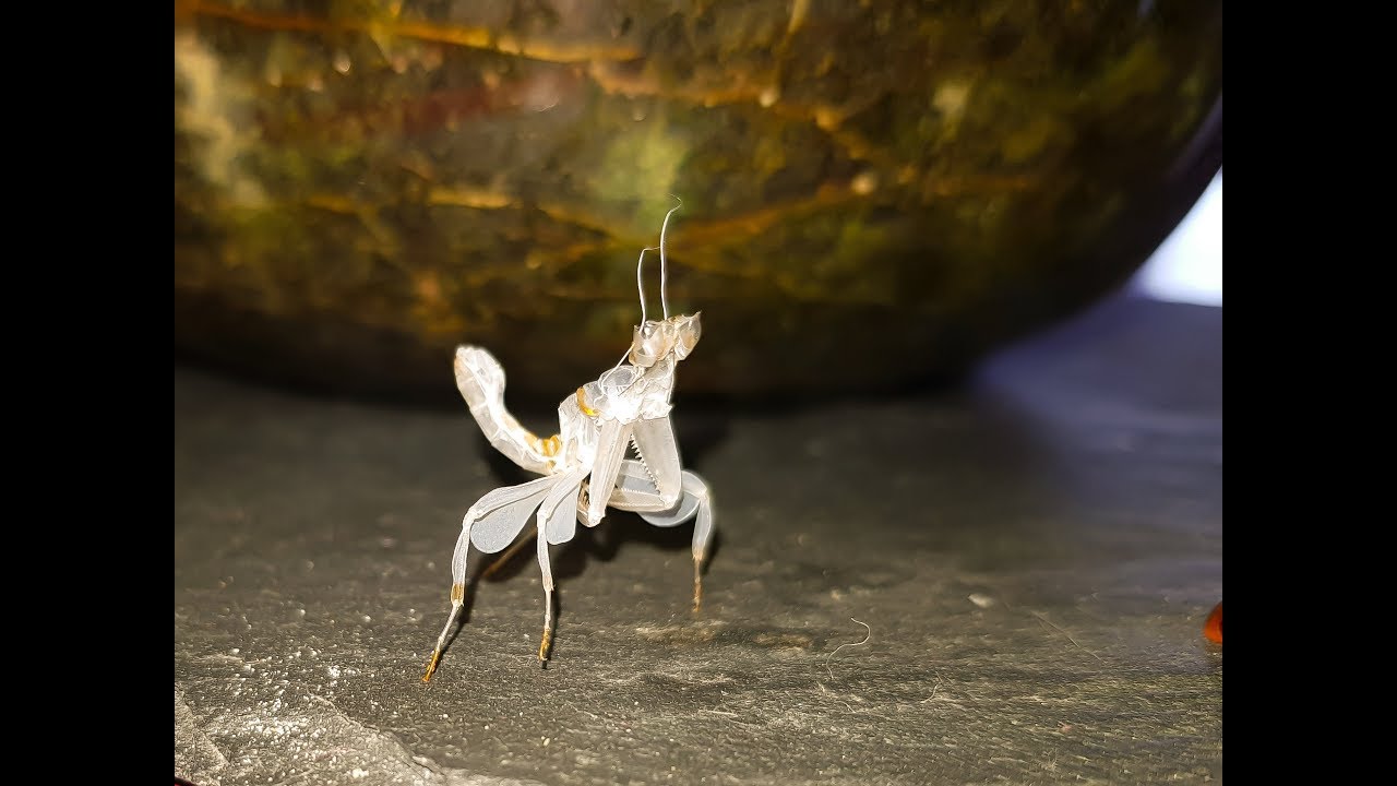 Hymenopus Coronatus ou la MANTE ORCHIDEE.