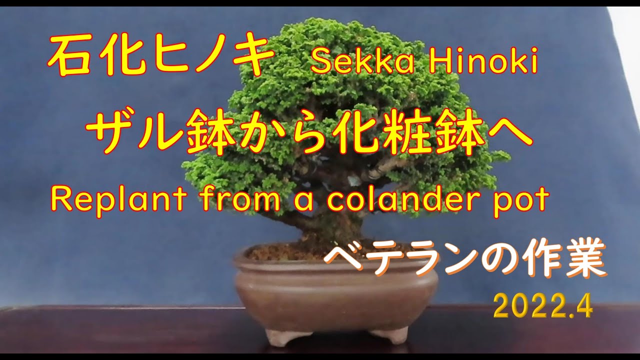 今日も盆栽日和 石化ヒノキ♯22 本鉢へ植え替え Subtitle translation available