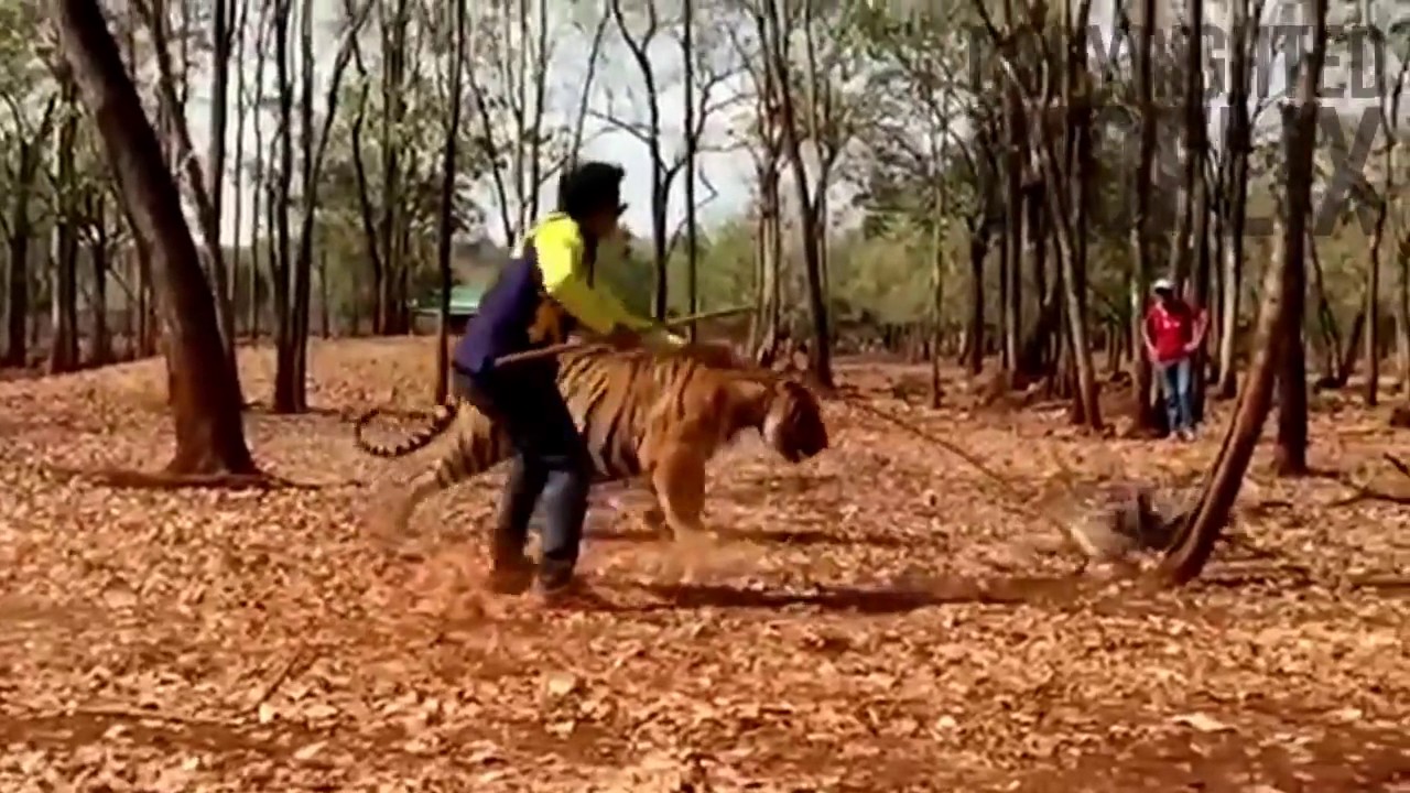 Manyam Puli Making Video   Peter Hein With Tiger Vietnam Location Video