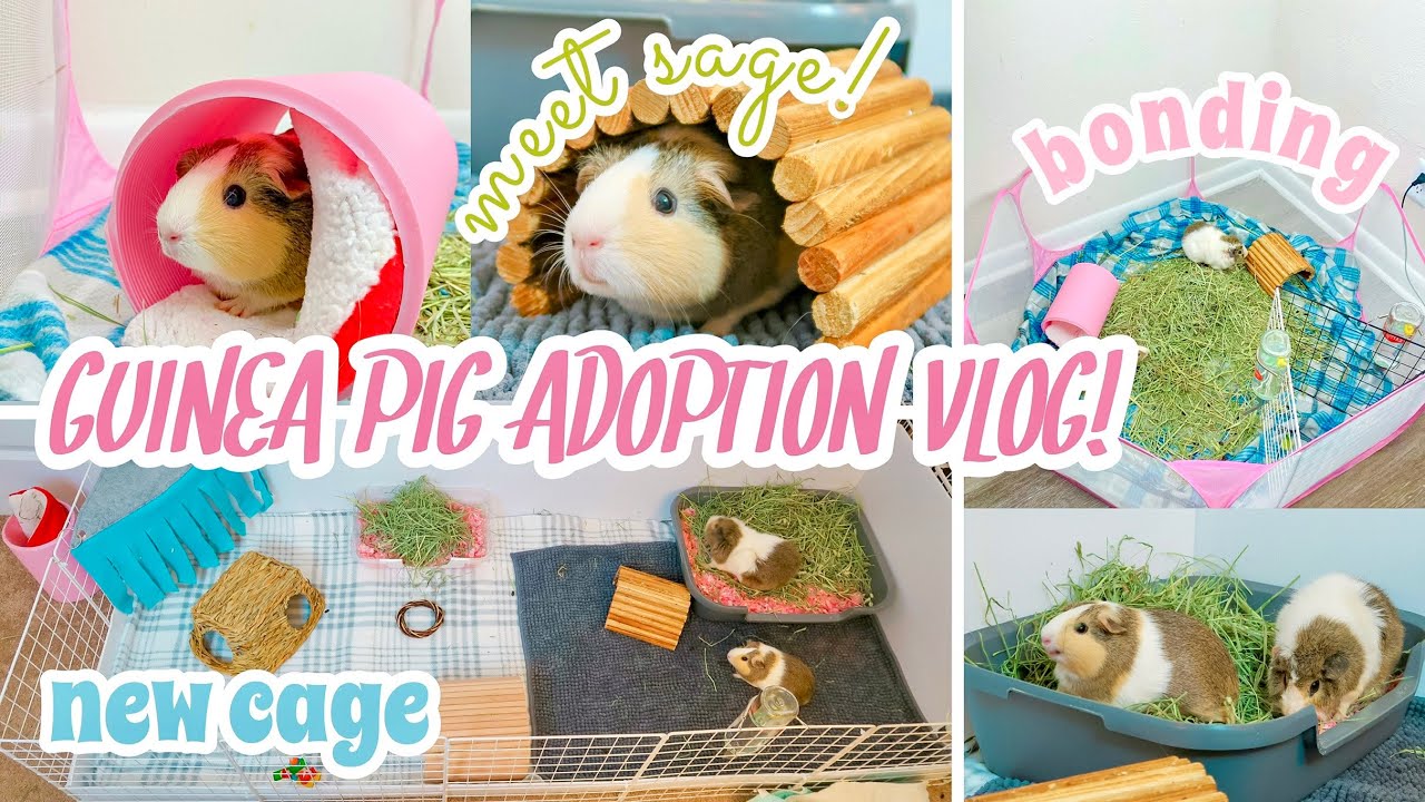 HUGE GUINEA PIG ADOPTION VLOG ❤ // bonding, new cage & pet room upgrades!