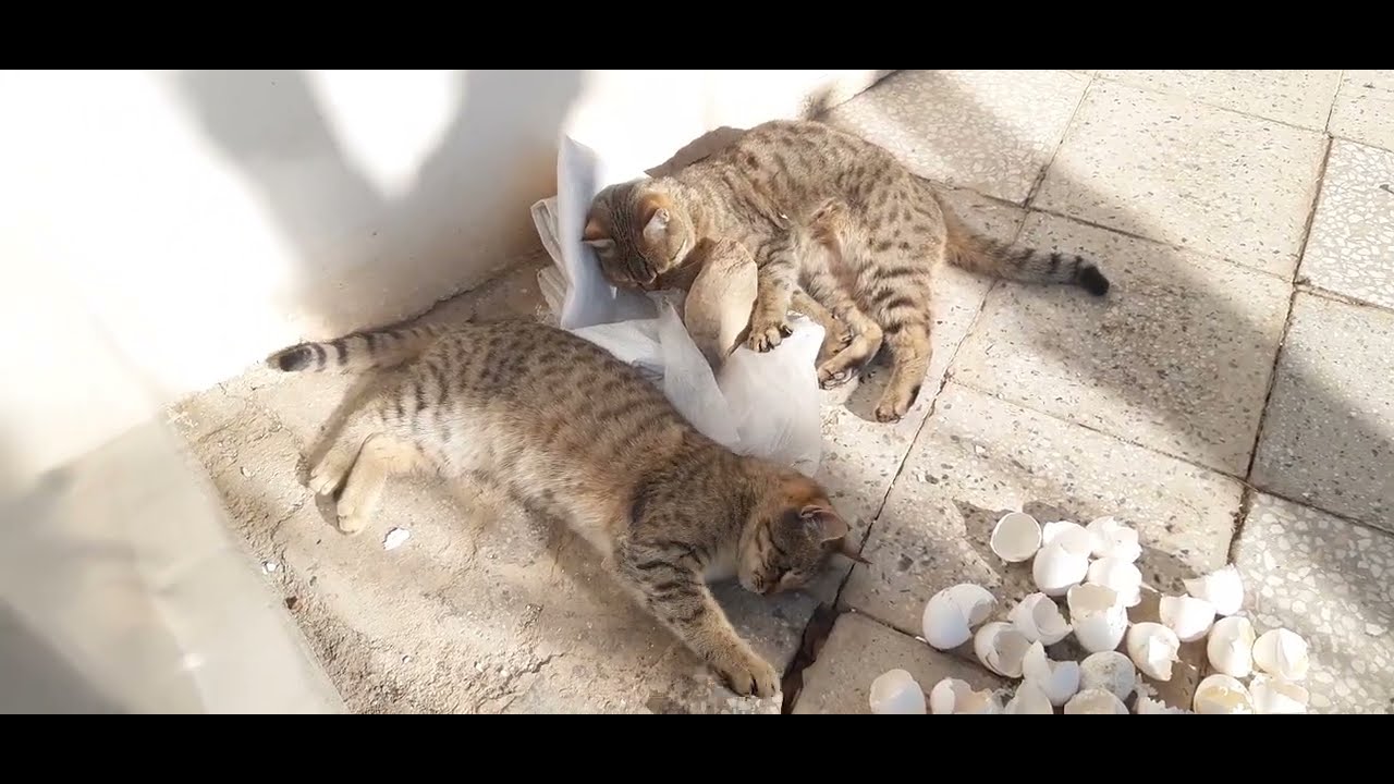 You’ve Never Seen a #cat  Play Like This Before!