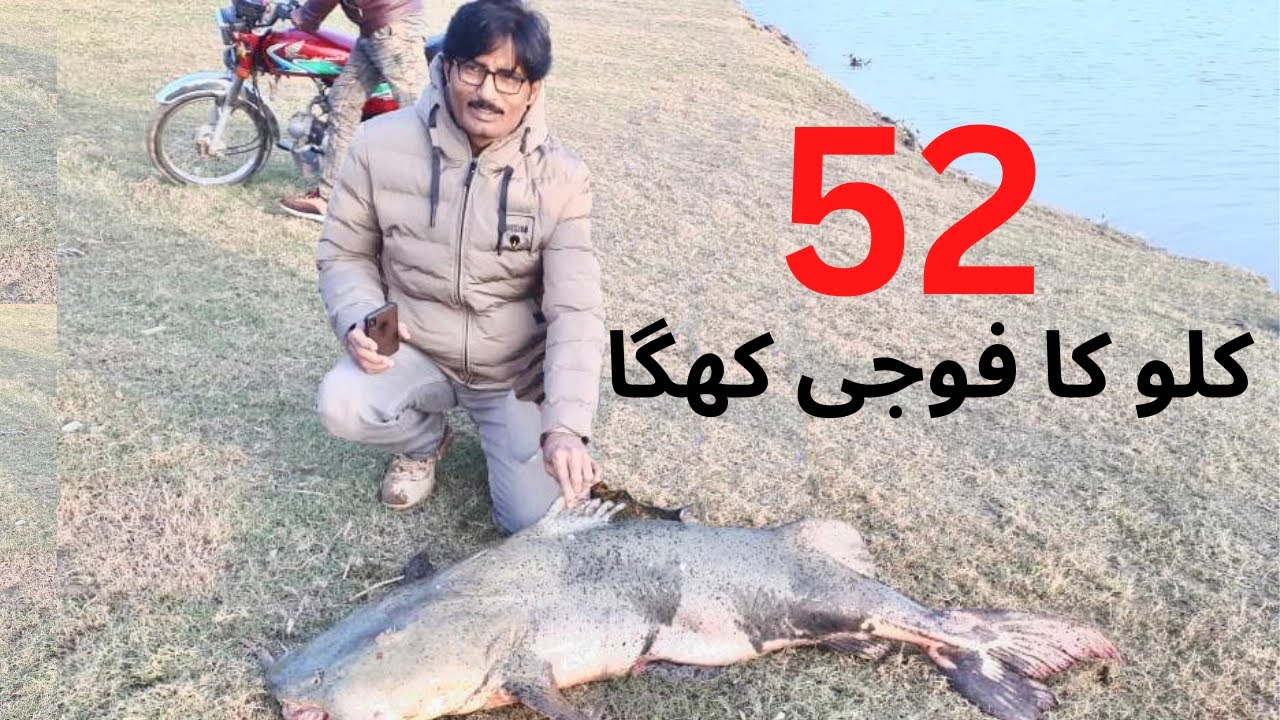 52 KG FISH FOJI KHAGA || HUGE FISH CATCHING