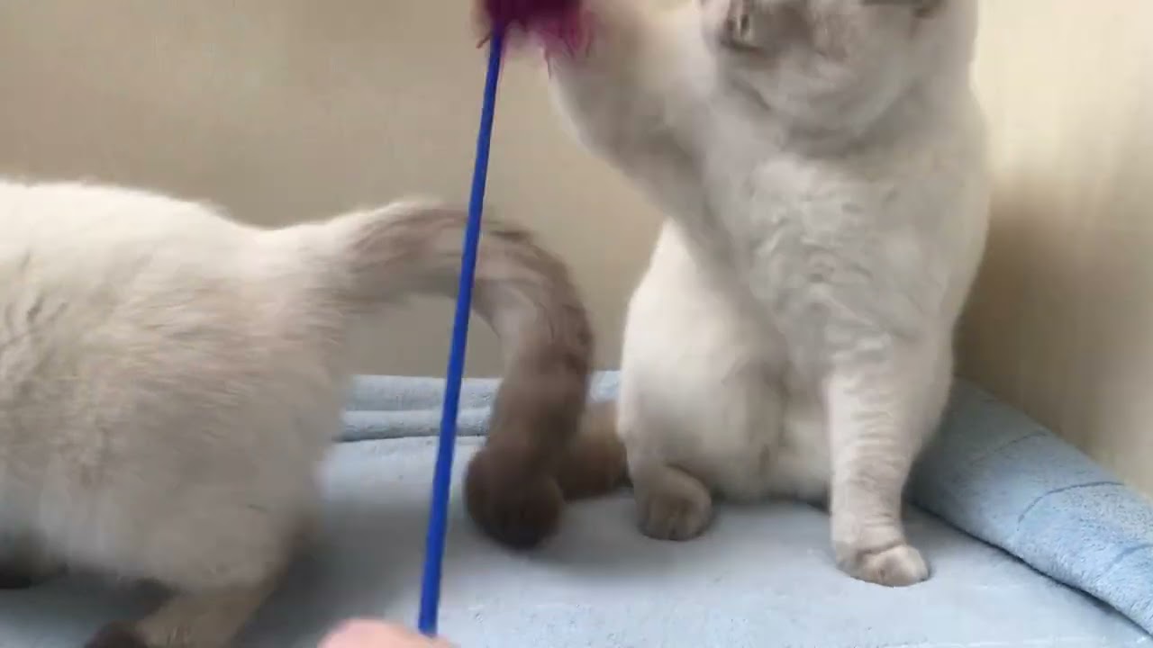 British shorthair cats lilac point & choco point Tesla and Babette 