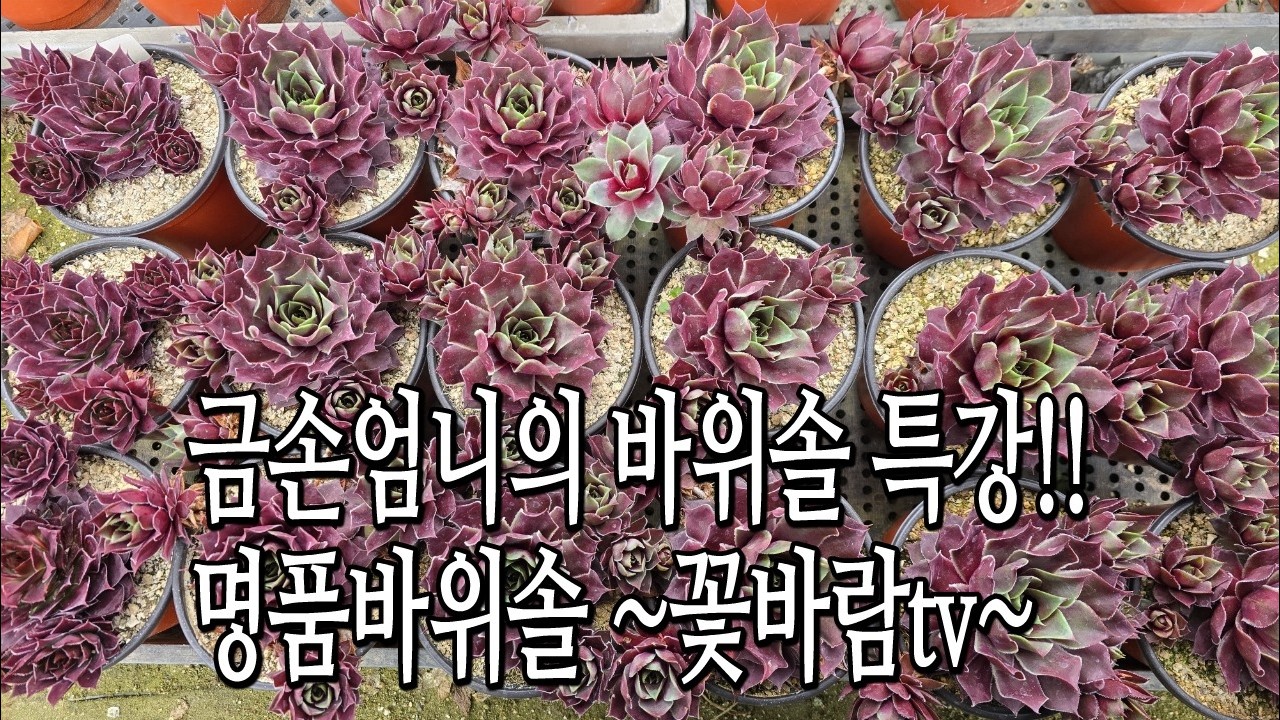 26 03 18 금손엄니의 바위솔 특강 !! #바위솔 #식물 #꽃바람 #다육이