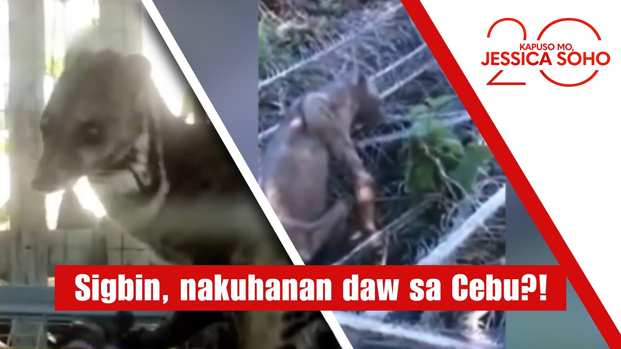 Sigbin, nakuhanan daw sa Cebu?! | Kapuso Mo, Jessica Soho