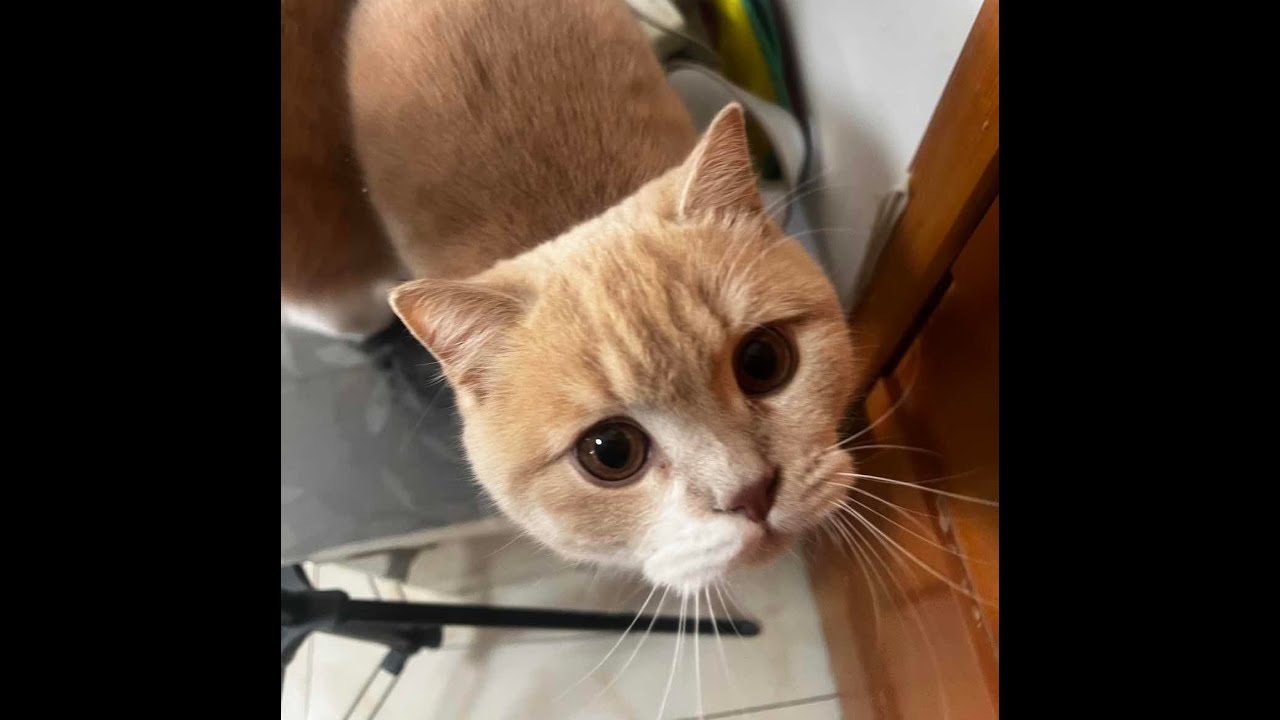 三只英短猫