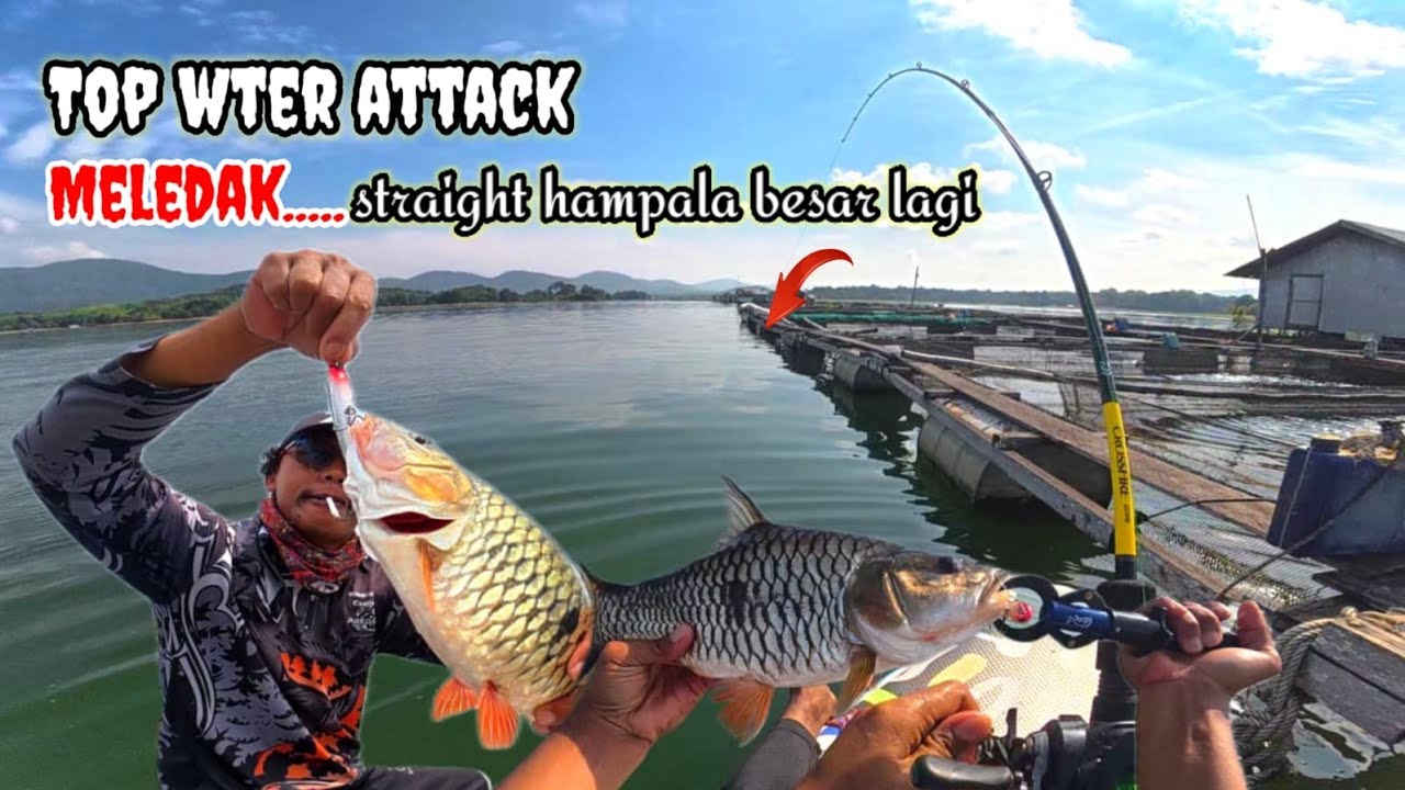 TOP WATER ATTACK MELEDAK!! Hampala Besar Nyambar Brutal 🔥