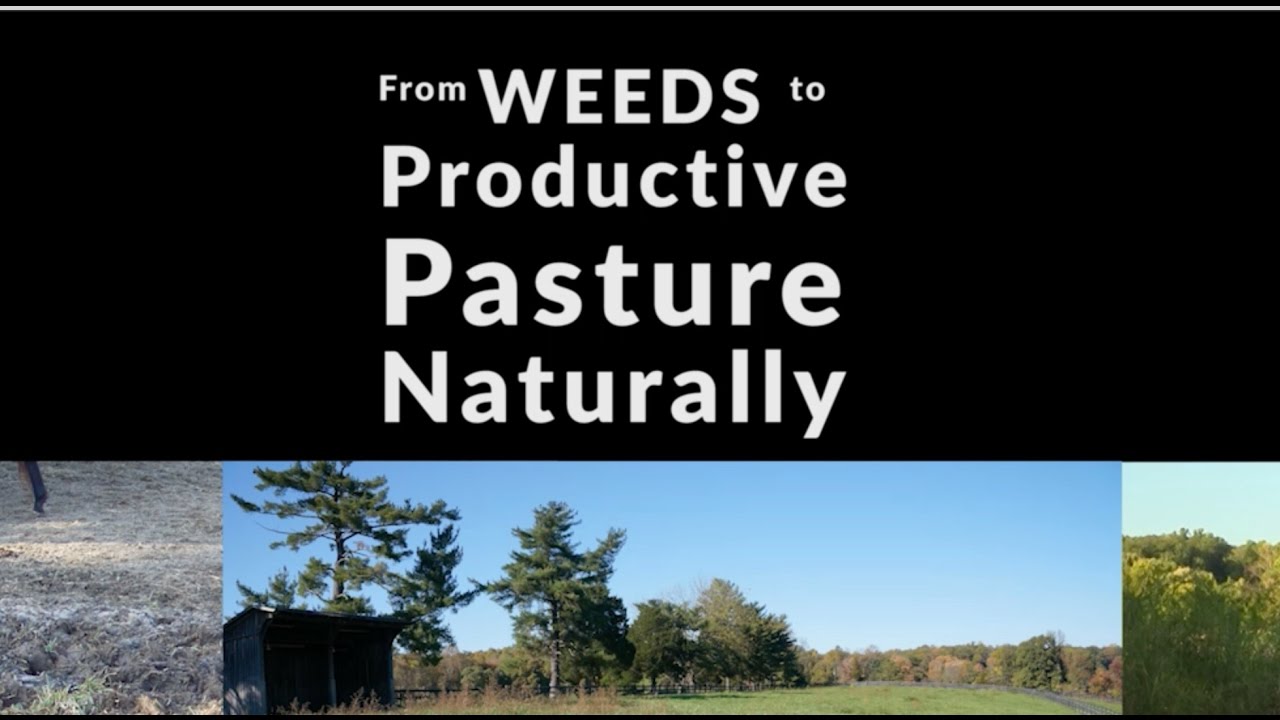 From Weeds to Productive Pasture -- Naturally