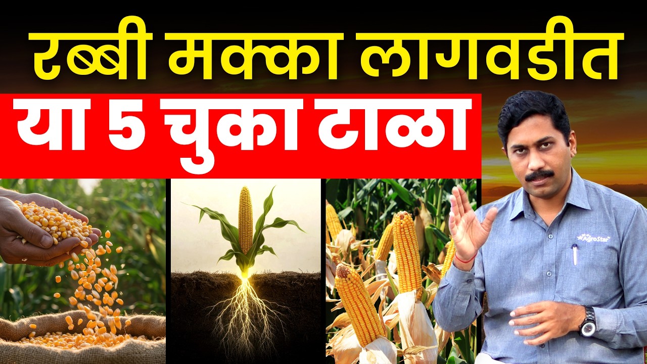 🏆 शेतकऱ्यांसाठी रब्बी मक्का यशाचं रहस्य | Panchsutri Maize Tips | AgroStar