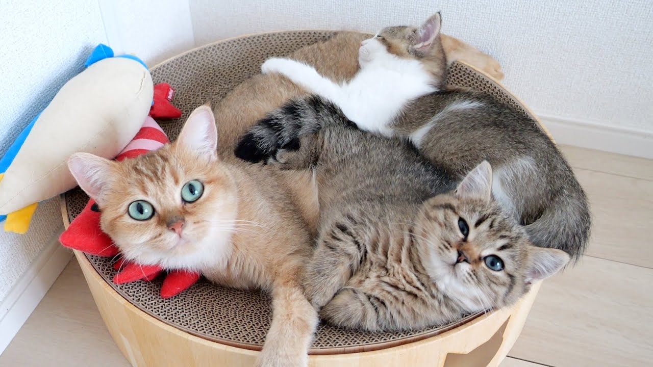 Cat cleaning assistant? Cute parent-child co-sleeping scene after cleaning the floor