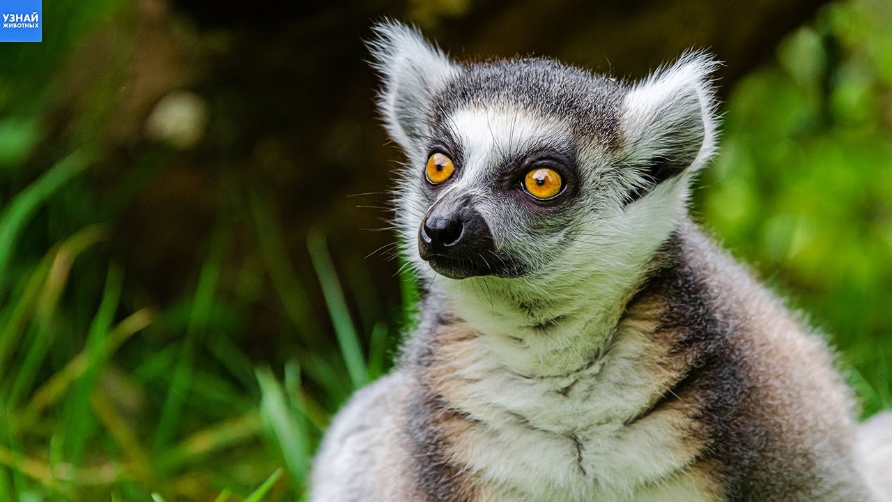 Lemur katta &ndash; wyjątkowe zwierzę z wyspy Madagaskar