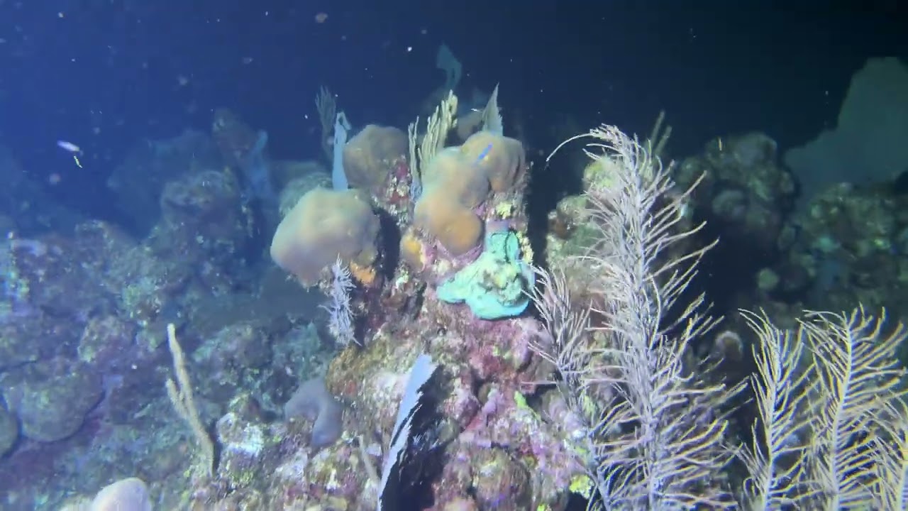 Roatan Honduras Night Dive