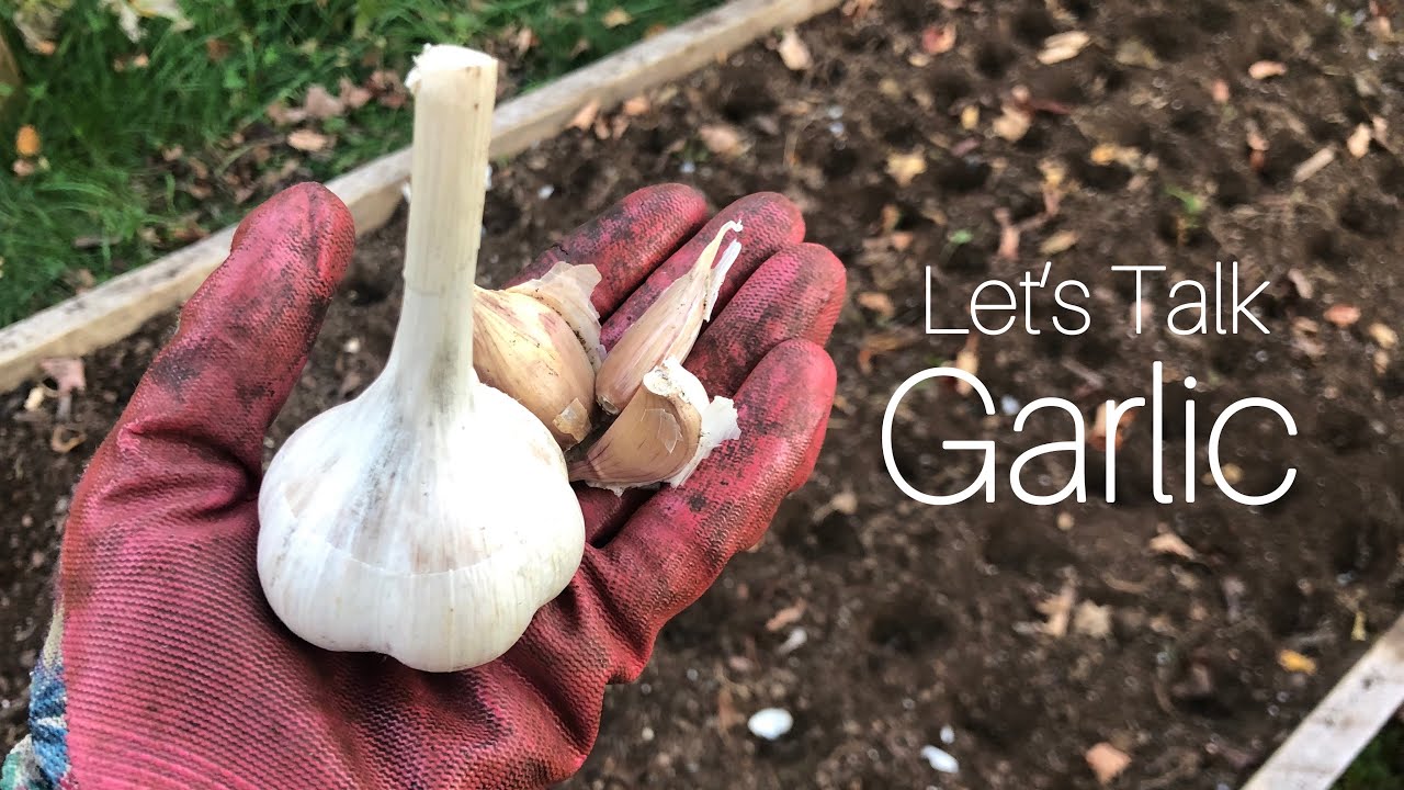 Let’s Plant some Garlic Bulbils