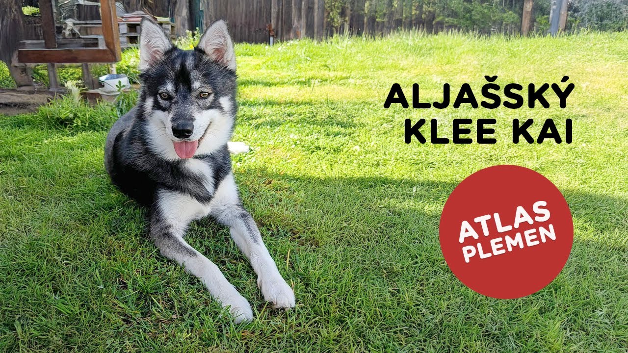 🐶 Chcete poznat plemeno aljašský klee kai? Další atlas plemen je tu...