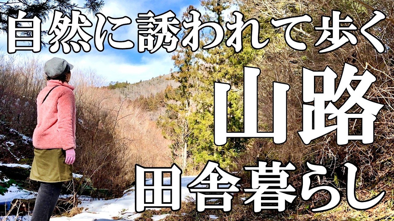 【自然】山の自然に誘われて歩く 菊芋掘りと食べ方  猫たちの喧嘩の理由 自然豊かな山奥暮らしの日々｜村暮らし｜移住｜料理【標高800mの田舎暮らし】