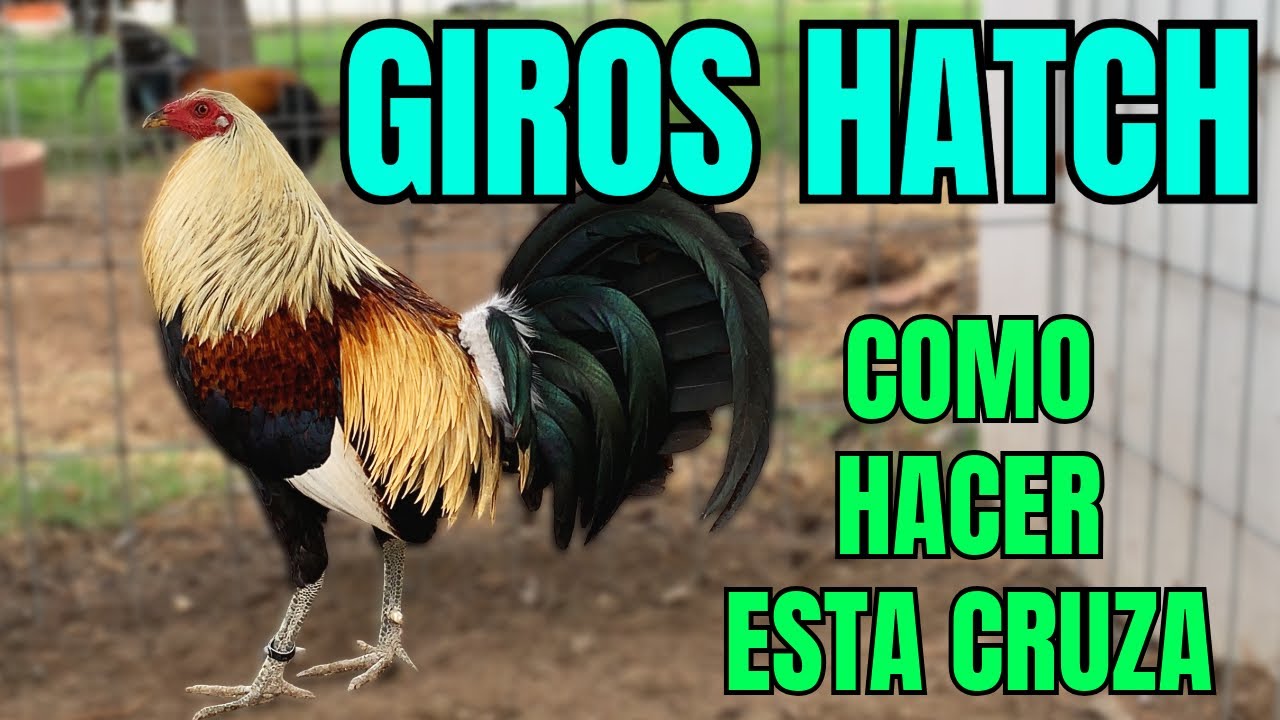 GIRO HATCH.... COMO CRUZARLOS