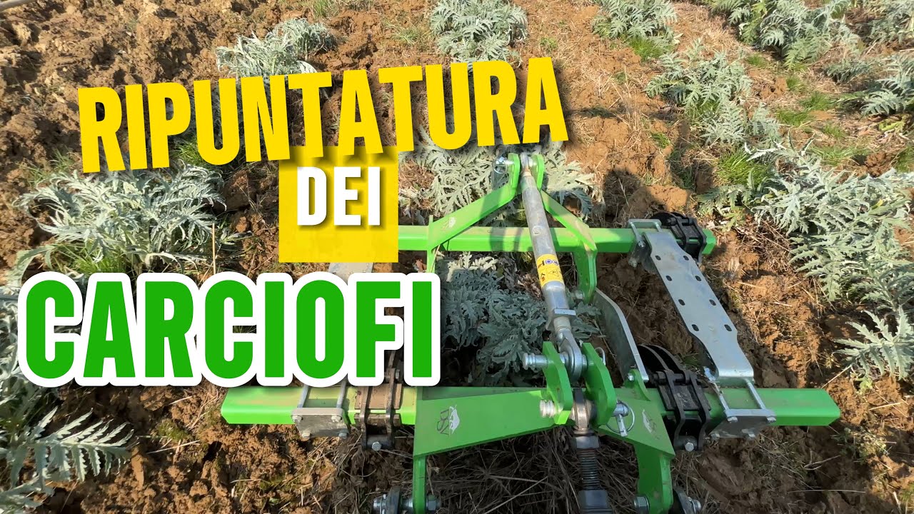 Ho Ripuntato i CARCIOFI e dopo 2 Mesi il Risultato è SBALORDITIVO! PRIMA e DOPO