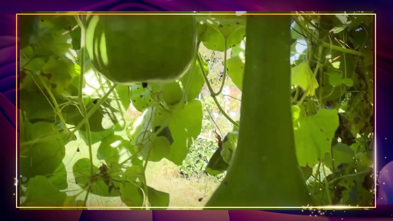 Whims of the Vine