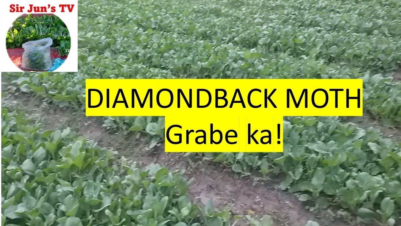 Ano nga ba ang DIAMONDBACK MOTH sa PECHAY?