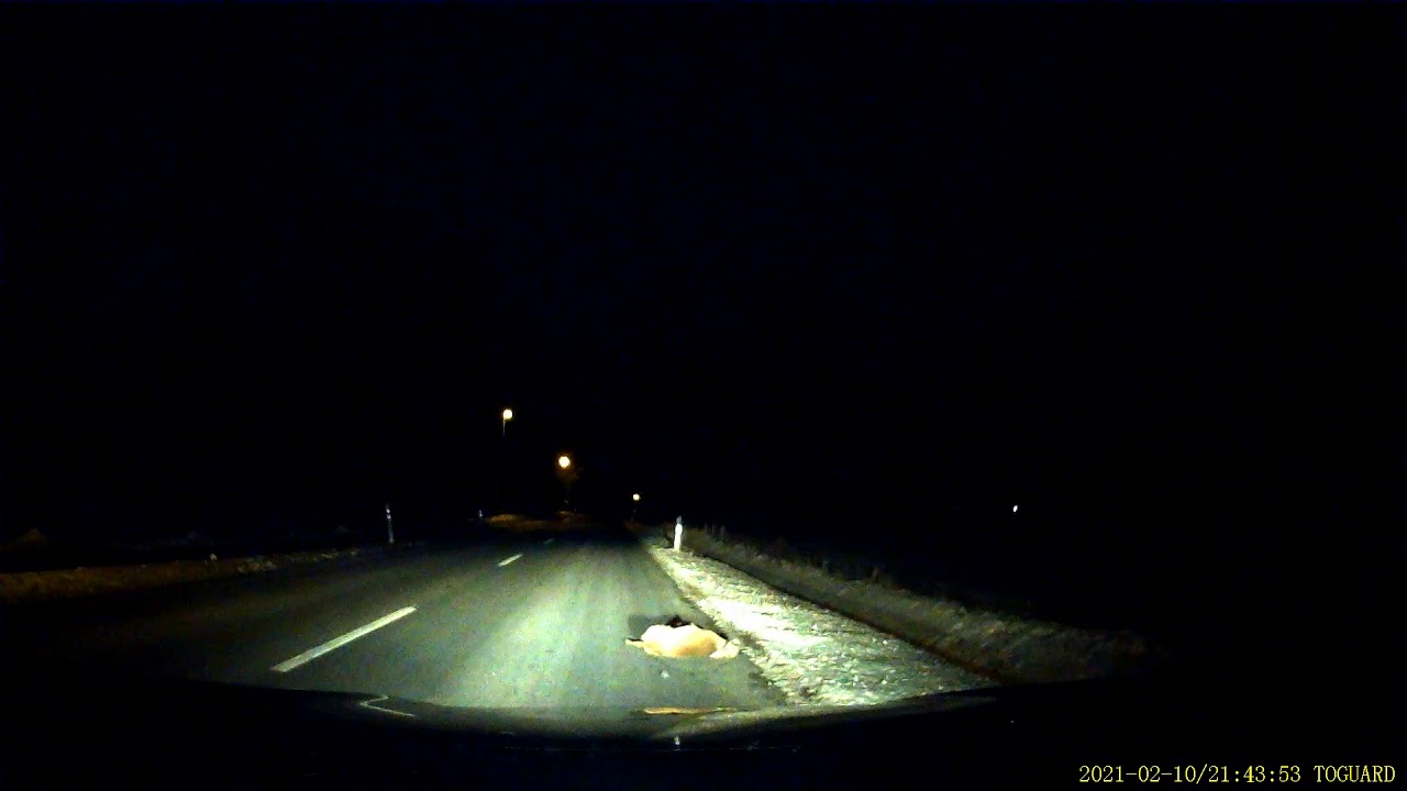 Dashcam, 10.02.2021, Wildunfall
